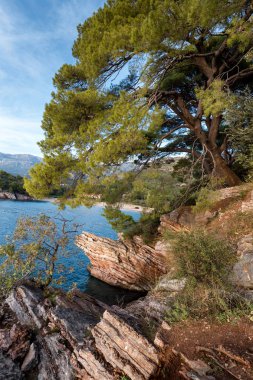 Perast tatil beldesinde kıyı kayalar ve ağaçlar, Kotor Körfezi, Karadağ, Avrupa