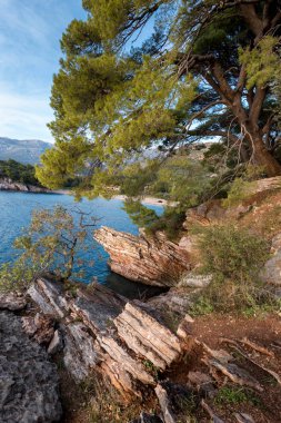 Perast tatil beldesinde kıyı kayalar ve ağaçlar, Kotor Körfezi, Karadağ, Avrupa