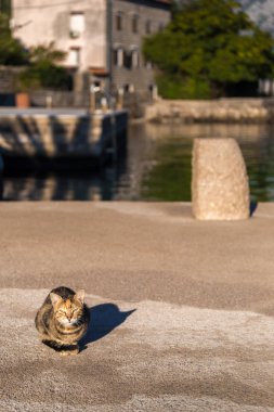 Karadağ, Avrupa tatil beldesinde güneş ışığında iskelede oturan kedi
