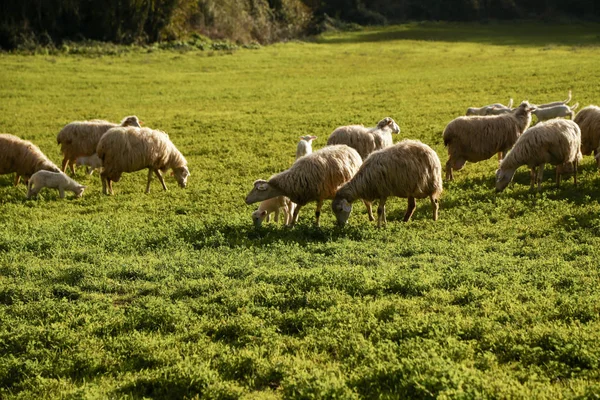 Natursköna Jordbrukslandskap Med Flock Betande Får Och Lamm Grön Betesmark — Stockfoto