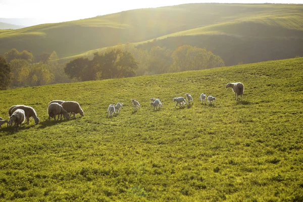 Scenic Farmland Scenery Flock Grazing Sheep Lambs Green Pasture Tuscany — Stock Photo, Image