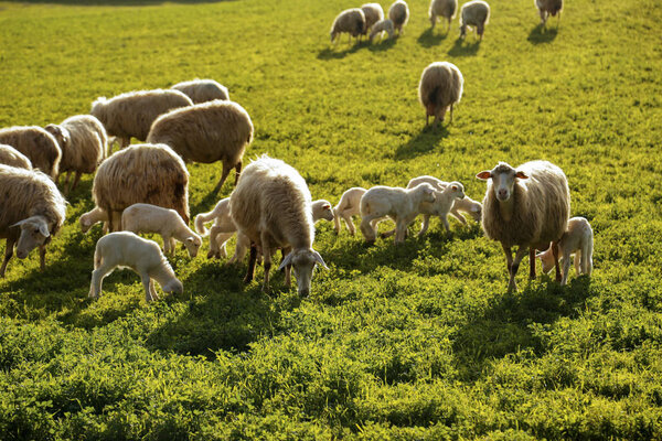 Scenic farmland scenery with flock of grazing sheep and lambs on green pasture in Tuscany, Italy, Europe