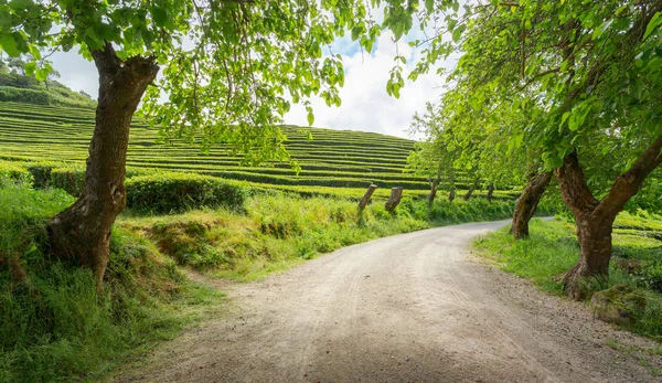 Road through beautiful green vegetation of Portugal tea plantation