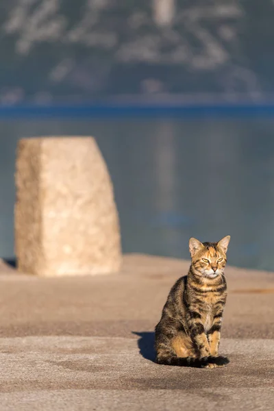 猫坐在码头的阳光在黑山 欧洲的度假胜地 — 图库照片