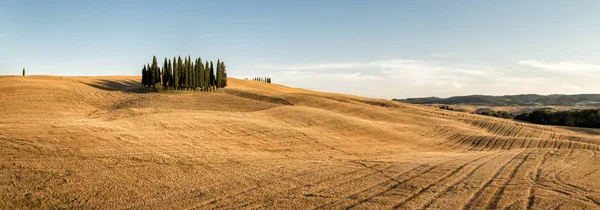 Paisagens Campos Dourados Ciprestes Toscana Italia — Fotografia de Stock