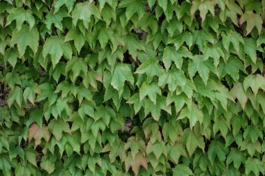 Ravello, Amalfi Coast, İtalya'da sarmaşık bitkileri ve yaprakları duvar kaplama
