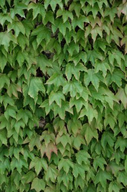 Ravello, Amalfi Coast, İtalya'da sarmaşık bitkileri ve yaprakları duvar kaplama