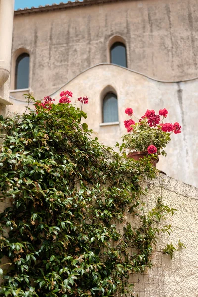 Красные Цветы Растения Растущие Дворе Древней Стены Здания Равелло Побережье — стоковое фото
