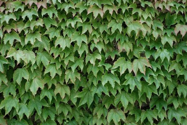 Murgröna Växter Och Löv Som Täcker Väggen Ravello Amalfikusten Italien — Stockfoto
