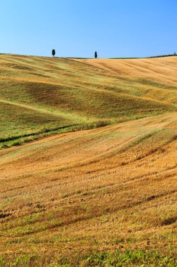 Yaz toskana altın kırsal alan, İtalya, Avrupa