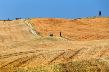 Yaz toskana altın kırsal alan, İtalya, Avrupa