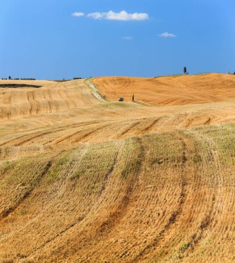 Yaz toskana altın kırsal alan, İtalya, Avrupa