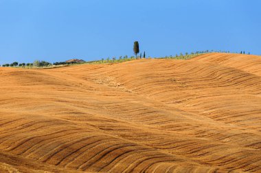 Yaz toskana altın kırsal alan, İtalya, Avrupa