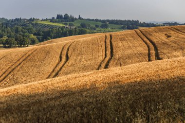 Yaz toskana doğal kırsal alan, İtalya, Avrupa