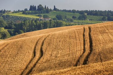 Yaz toskana doğal kırsal alan, İtalya, Avrupa