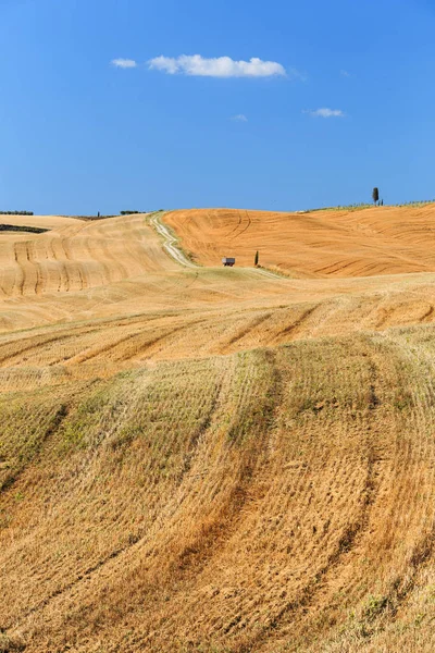 Campo Rural Oro Verano Toscana Italia Europa —  Fotos de Stock
