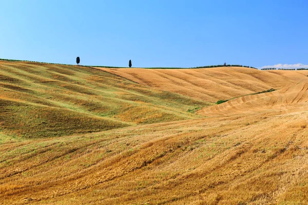 Golden Rural Field Summertime Tuscany Italy Europe — Stock Photo, Image