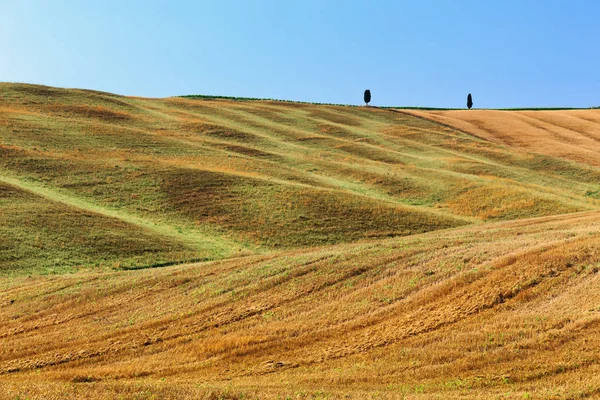 Campo Rural Oro Verano Toscana Italia Europa —  Fotos de Stock