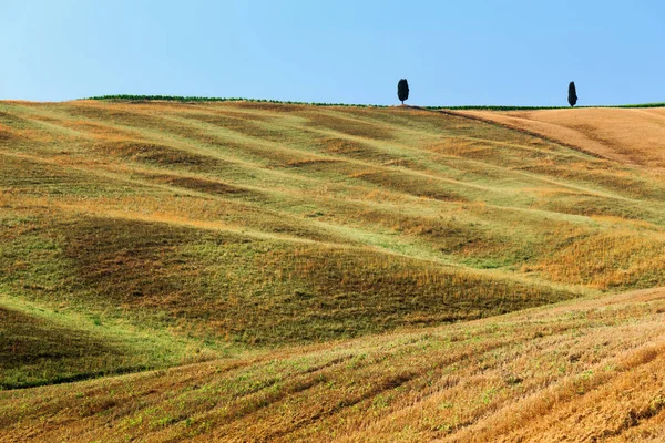 Campo Rural Oro Verano Toscana Italia Europa —  Fotos de Stock