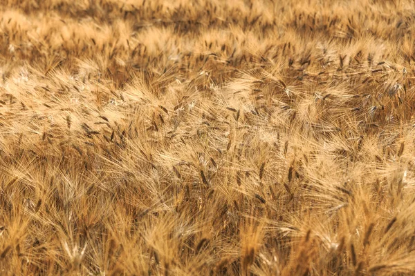 Trigo Dourado Campo Hora Verão Toscana Itália Europa — Fotografia de Stock