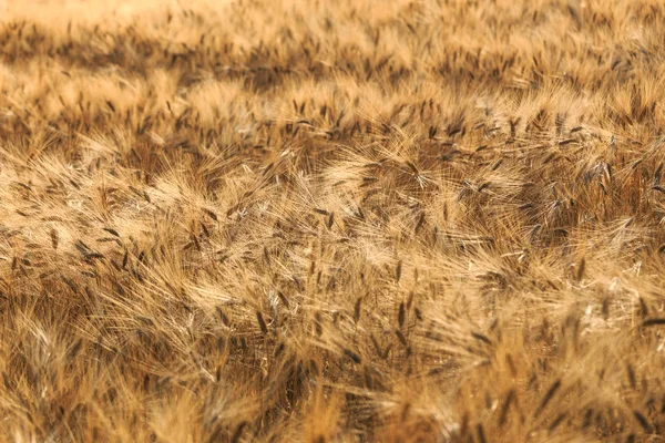 Trigo Dourado Campo Hora Verão Toscana Itália Europa — Fotografia de Stock