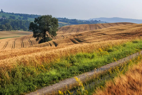 Дорога Через Сільську Сферу Літній Тоскана Італія Європа — стокове фото