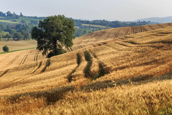 Campo Rural Escénico Verano Toscana Italia Europa —  Fotos de Stock