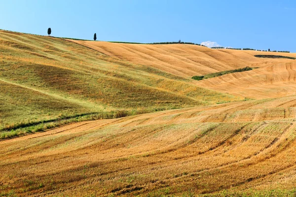 Campo Rural Oro Verano Toscana Italia Europa Fotos de stock