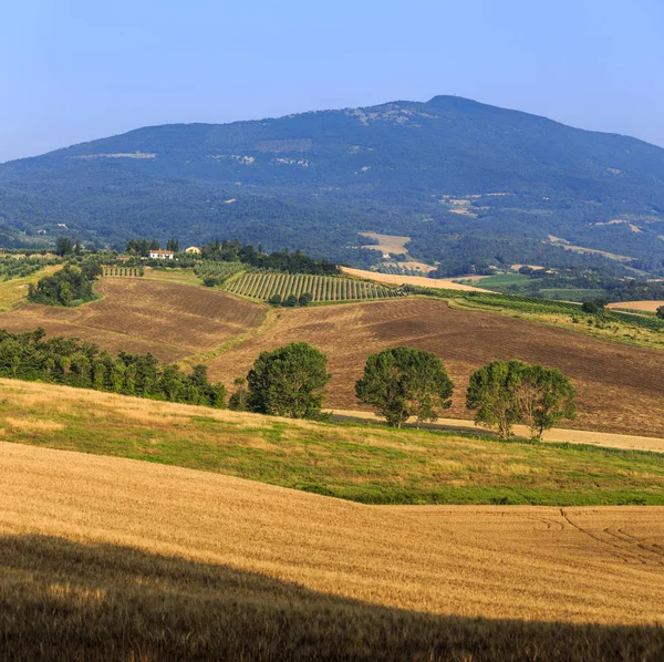 Γραφικό Αγροτικό Πεδίο Της Θερινής Τοσκάνης Ιταλία Ευρώπη — Φωτογραφία Αρχείου