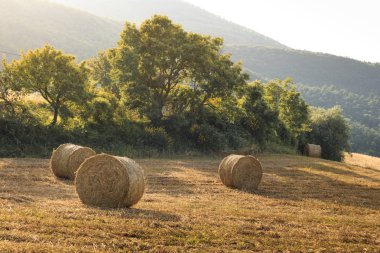 Yaz toskana alanında yuvarlak saman balyaları, İtalya, Avrupa