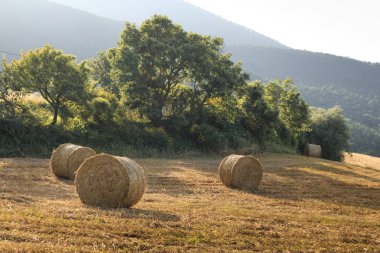 Yaz toskana alanında yuvarlak saman balyaları, İtalya, Avrupa