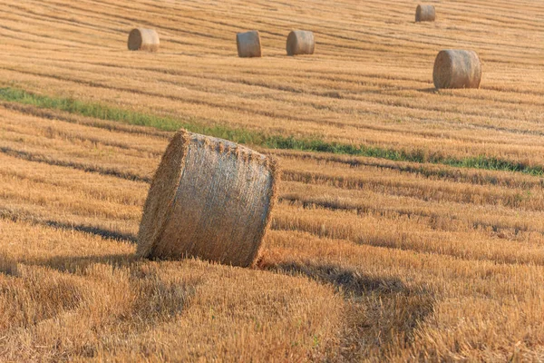 Runda Halm Balar Området Sommartid Toscana Italien Europa — Stockfoto