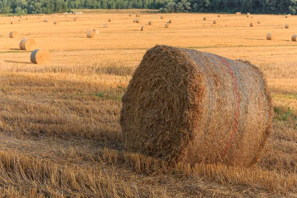 Runda Halm Balar Området Sommartid Toscana Italien Europa — Stockfoto