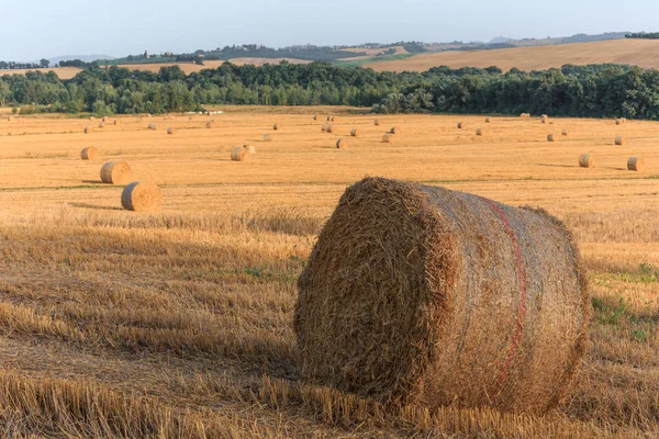 Runda Halm Balar Området Sommartid Toscana Italien Europa — Stockfoto