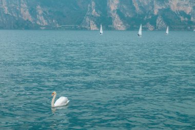 Garda Gölü, Riva del Garda, Trento, İtalya, Avrupa'da arka planda yatlarla suda yüzen kuğu