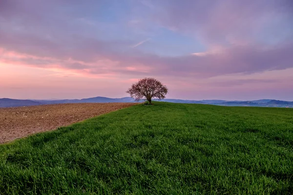 Paisaje Rural Con Solo Árbol Pradera Verde Bajo Cielo Color — Foto de Stock