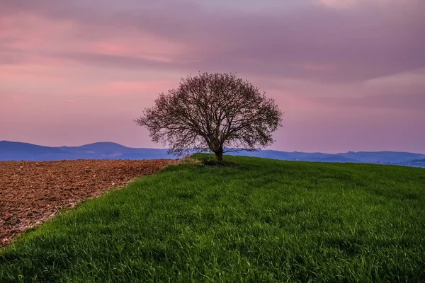 Paesaggio Campagna Con Singolo Albero Prato Verde Sotto Tramonto Cielo — Foto Stock