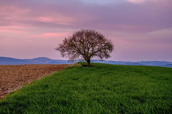 Paesaggio Campagna Con Singolo Albero Prato Verde Sotto Tramonto Cielo — Foto Stock