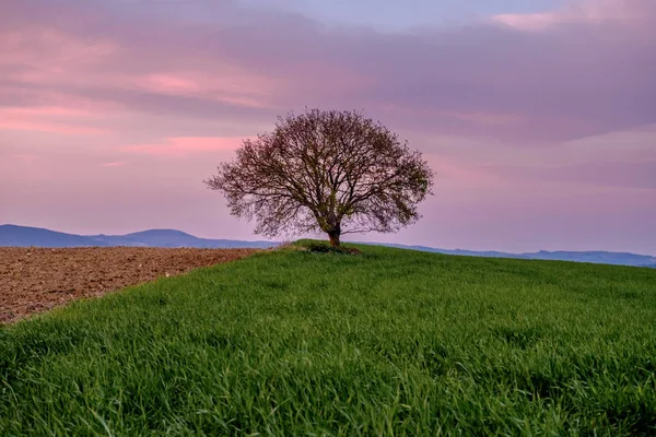 Paesaggio Campagna Con Singolo Albero Prato Verde Sotto Tramonto Cielo — Foto Stock