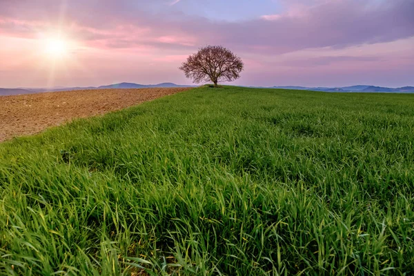 Landschaft Mit Einem Einzigen Baum Auf Einer Grünen Wiese Unter — Stockfoto