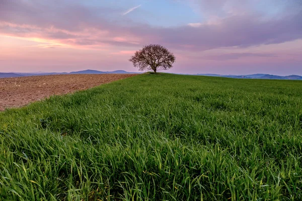 Landschaft Mit Einem Einzigen Baum Auf Einer Grünen Wiese Unter — Stockfoto