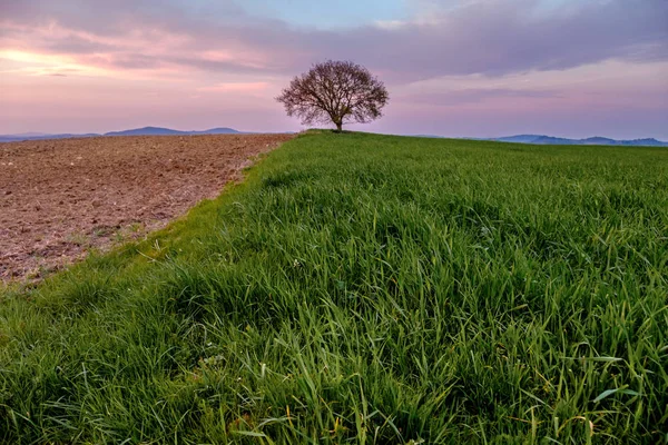 Paesaggio Campagna Con Singolo Albero Prato Verde Sotto Tramonto Cielo — Foto Stock