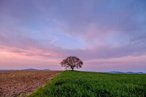 Paesaggio Campagna Con Singolo Albero Prato Verde Sotto Tramonto Cielo — Foto Stock