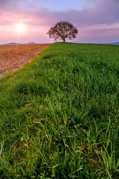 Landschaft Mit Einem Einzigen Baum Auf Einer Grünen Wiese Unter — Stockfoto