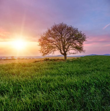 Toskana, İtalya gün batımı renkli gökyüzü altında yeşil çayır tek ağaç ile Ülke sahne