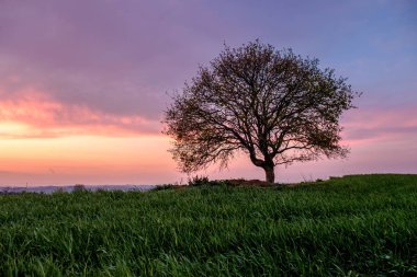 Toskana, İtalya gün batımı renkli gökyüzü altında yeşil çayır tek ağaç ile Ülke sahne