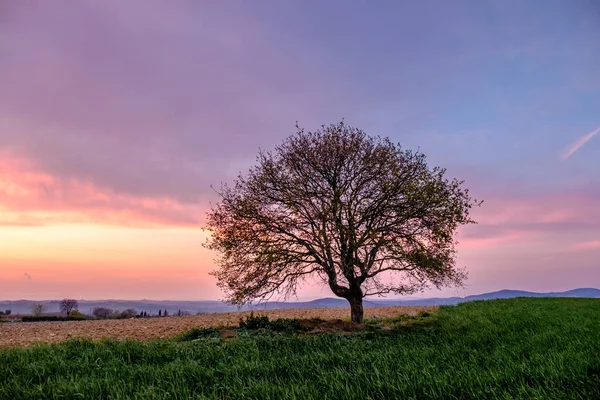 Paesaggio Campagna Con Singolo Albero Prato Verde Sotto Tramonto Cielo — Foto Stock