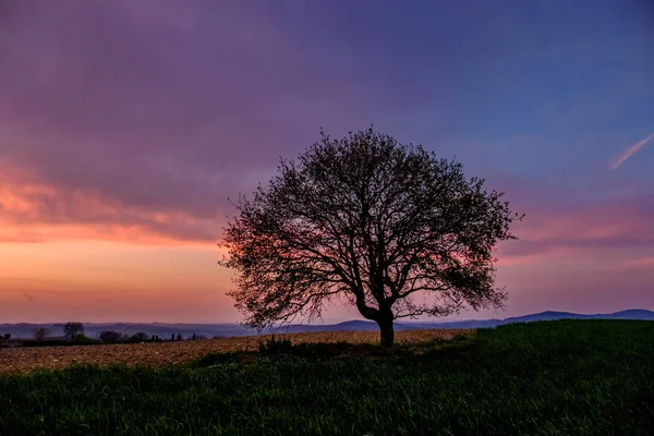 Paesaggio Campagna Con Singolo Albero Prato Verde Sotto Tramonto Cielo — Foto Stock