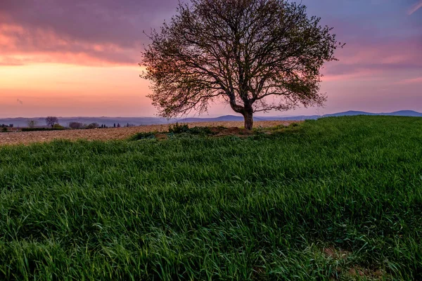 Paesaggio Campagna Con Singolo Albero Prato Verde Sotto Tramonto Cielo — Foto Stock