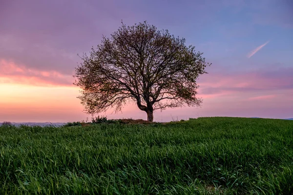 Paesaggio Campagna Con Singolo Albero Prato Verde Sotto Tramonto Cielo — Foto Stock